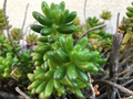 Jelly Bean Sedum Plant – Sedum rubrotinctum Succulent for Pots & Gardens – Live Bean-Shaped Foliage, Drought Tolerant, Bright Light
