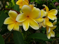 Yellow Plumeria Frangipani Cuttings – Live 6-12" Flowering Tropical Tree Starts with Fragrant Yellow Blooms, Stem Cuttings for Garden & Patio