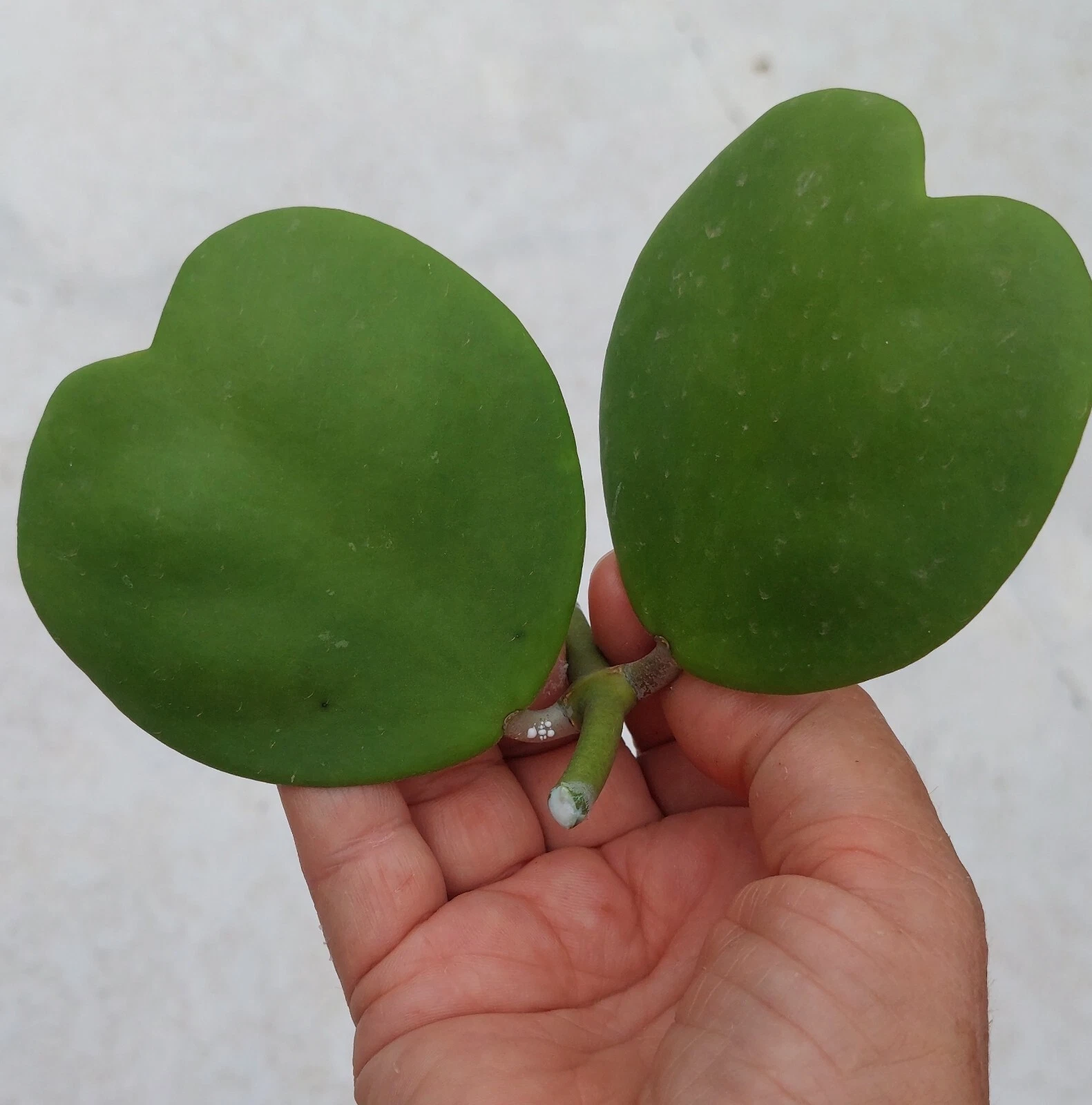 Hoya Kerrii Heart-Shaped Vine Cutting – 2 Leaves, Unrooted Propagation Plant, Houseplant, Green Foliage