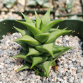 Astroloba spiralis Live Succulent Plant in 4" Pot – Rare Spiral-Form Succulent for Indoor & Rock Gardens