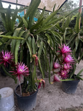 Connie Mayer Dragon Fruit Cuttings – 5–7" Pink Hylocereus Hybrid Live Rooting Cactus for Home Garden, Trellis, Pot
