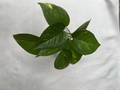 Golden Pothos Rooted Cuttings – 4 Healthy Epipremnum Aureum Indoor Trailing Plants