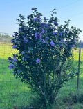 Blue Double Rose of Sharon Cuttings – Rooted Hardy Hibiscus Starter Plants