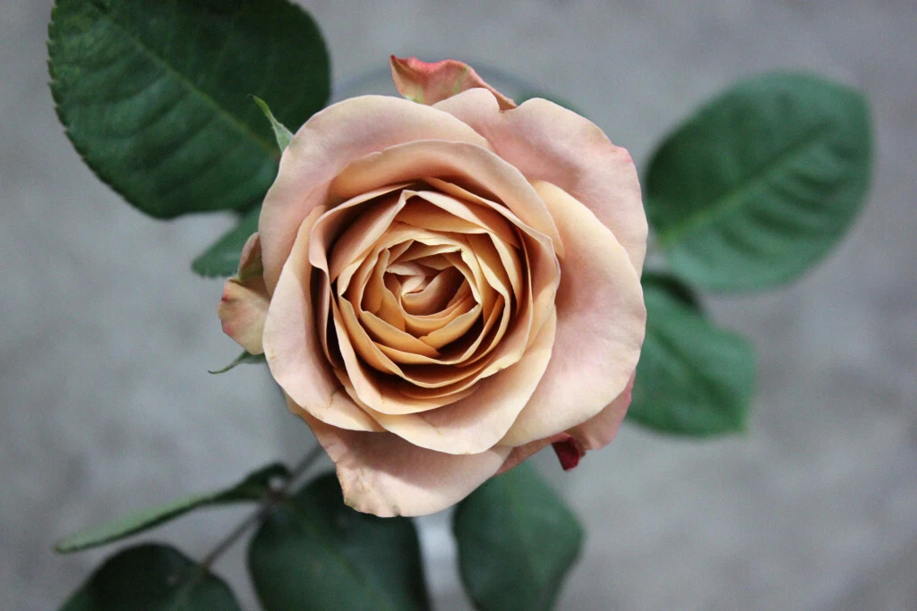 Cappuccino Rose Cuttings – 3 Unrooted Hybrid Tea Rose Stems with Brown and Peach Blooms for Grafting and Propagation