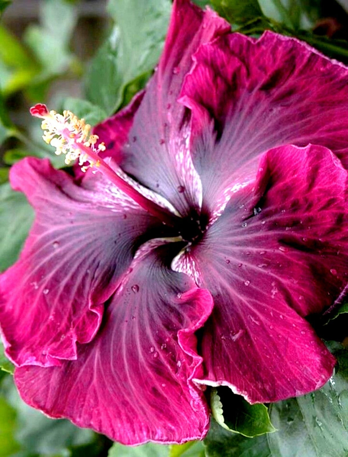 Hibiscus Moscheutos Cuttings – 7 Starter Cuttings – Hardy Rose Mallow Plant