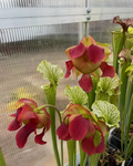 Sarracenia Red Velvet Live Plant – Medium Division Ornamental Carnivorous Pitcher Plant