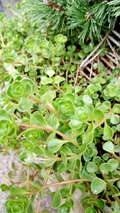Phedimus Spurius Stonecrop Starter Cuttings – 6 Live Succulent Groundcover Plants, Partially Rooted, Low-Growing Sedum for Gardens & Containers