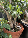 Jade Plant Cuttings Set – Crassula Ovata Small & Large Leaf Succulents, 4–6 Inch Live Propagation Cuttings