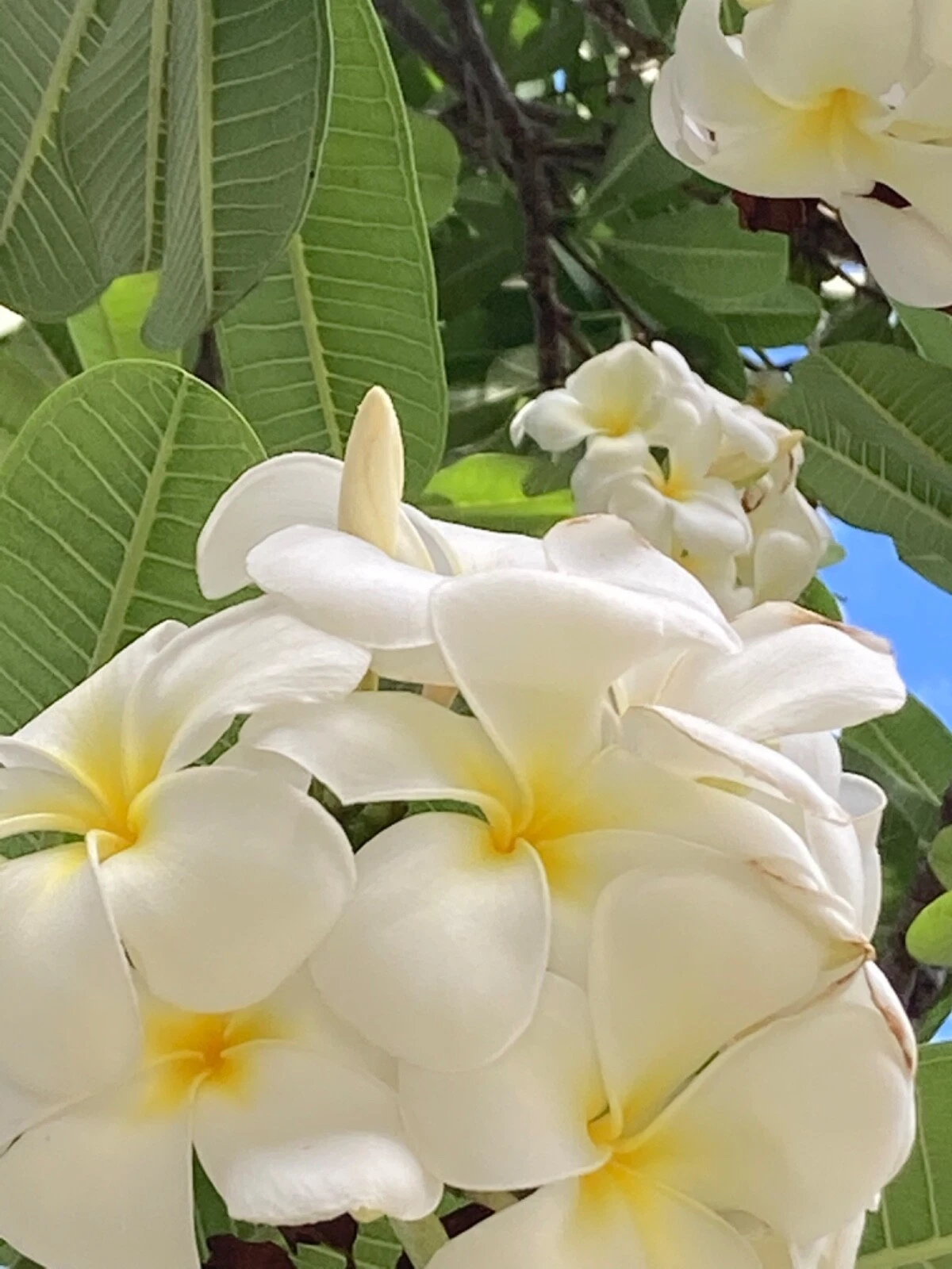 Singapore Plumeria White Yellow – 2 Hawaiian Frangipani Cuttings, Plumeria Rubra Starter Stems