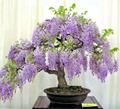Blue Moon Wisteria Unrooted Cuttings – Wisteria macrostachya Vine, 3 Fresh 6–8 Inch Climbing Flowering Vines