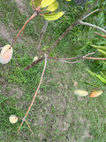 Mahachanok Mango Cutting – Unrooted Stem for Grafting or Rooting, Thai Mango Variety, Tropical Fruit Tree, Mangifera Indica