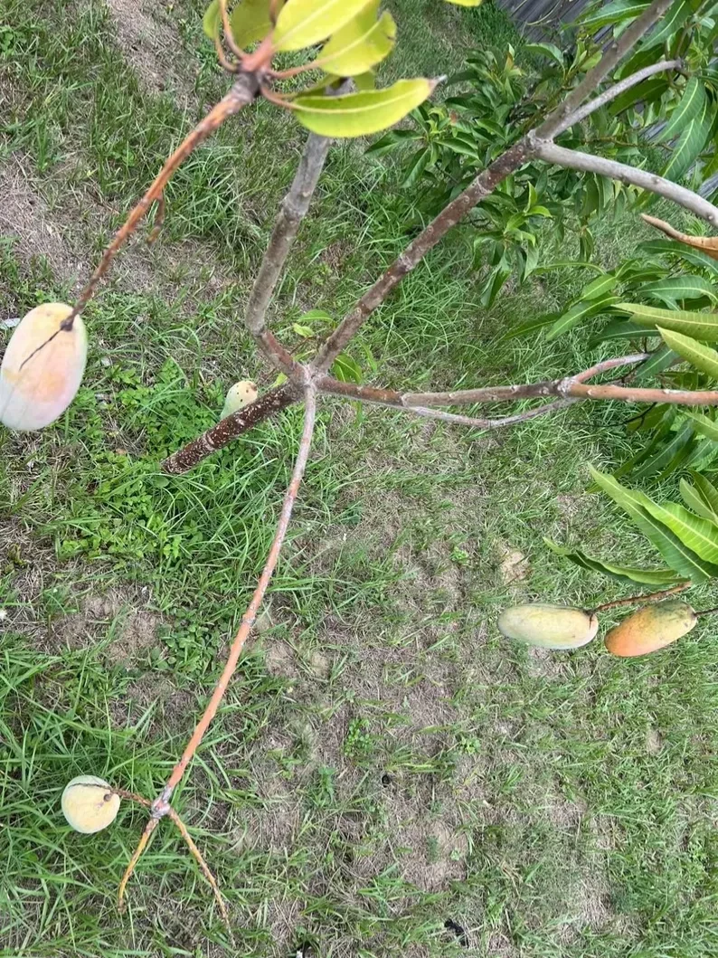 Mahachanok Mango Cutting – Unrooted Stem for Grafting or Rooting, Thai Mango Variety, Tropical Fruit Tree, Mangifera Indica