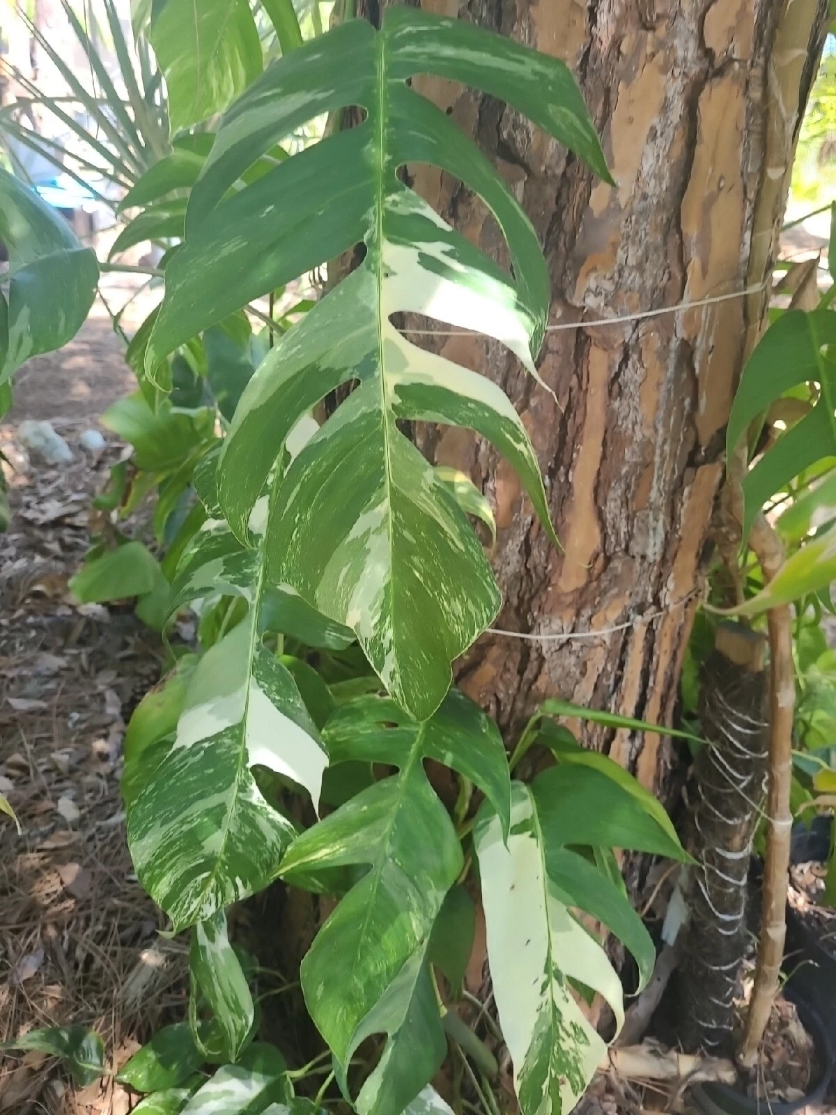 Epipremnum Pinnatum Albo Variegated Cutting – Unrooted Houseplant Propagation Leaf Node for Indoor Growing