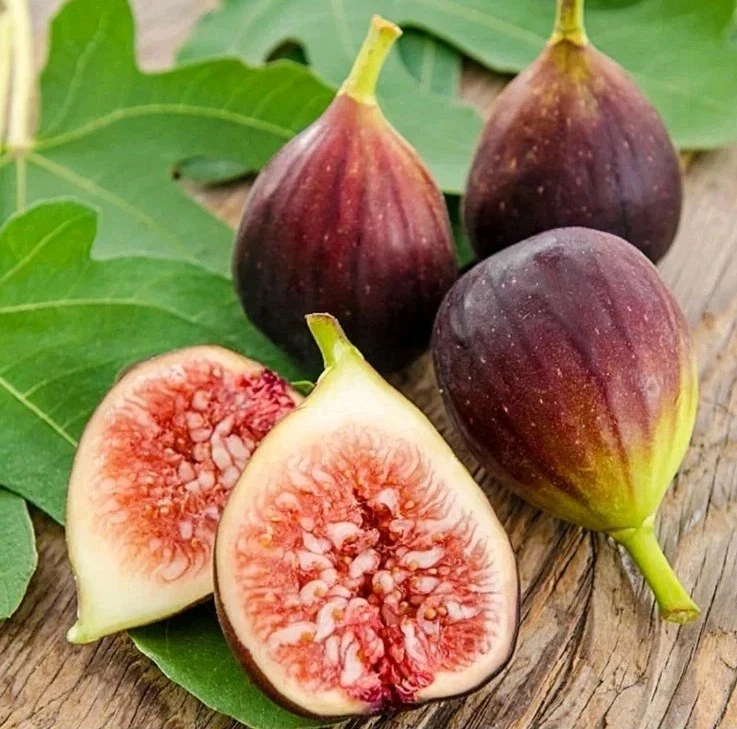 Brown Turkey Fig Cuttings Ficus carica, Cold Hardy Fruit Tree, Unrooted Propagation Set of 4