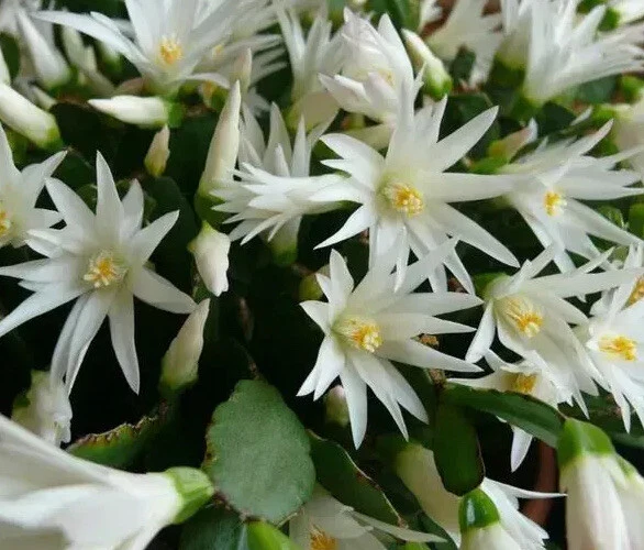 White Easter Cactus Rooted Plant – Spring Sunrise Rhipsalidopsis (Hatiora) Indoor Blooming Cactus