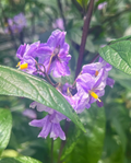 Pepino Melon Cuttings – 6 Deep Purple Solanum Muricatum for Edible Gardens & Containers