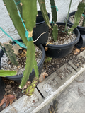 Taiwan Orange Dragon Fruit Cuttings – 2 Live Unrooted Orange Dragon Pitaya Clippings for Propagation