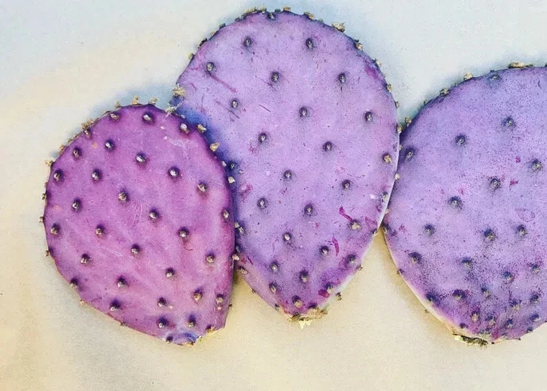 Opuntia Durazilla Cactus Pad - Purple Prickly Pear Cutting for Desert Gardens