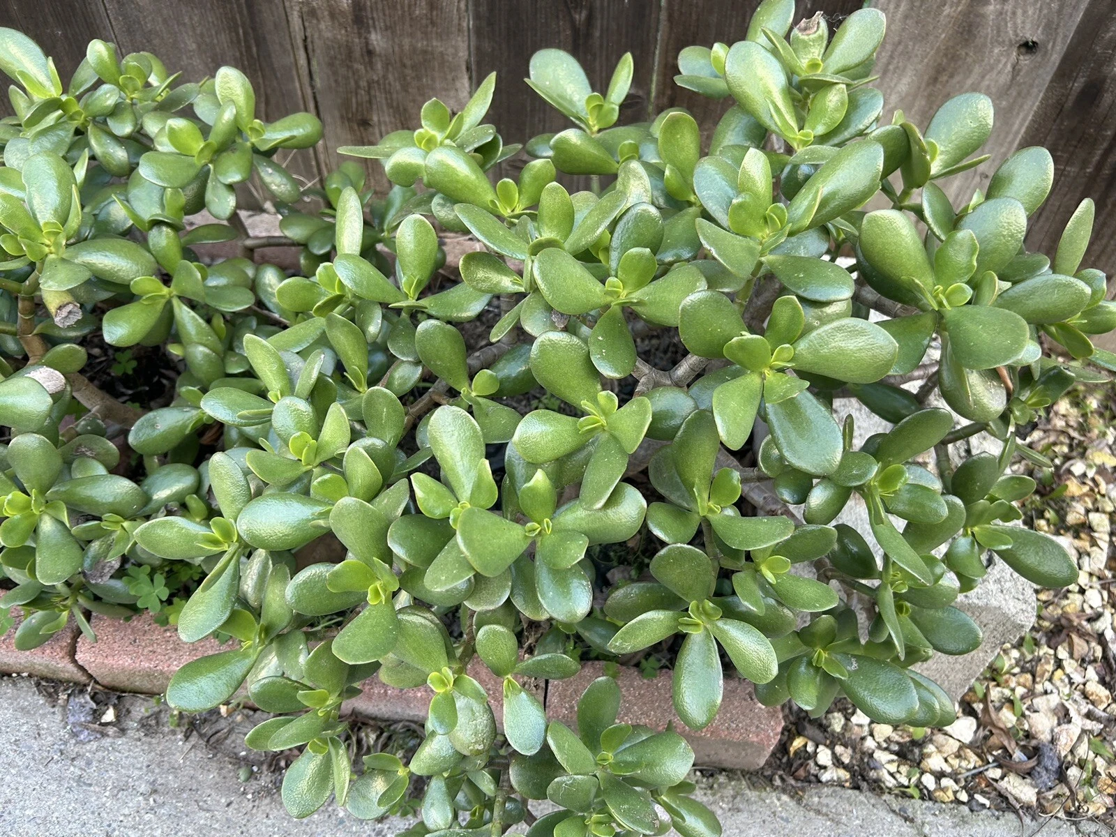 Succulent Plant Cuttings – 5 Live Jade Plant (Crassula ovata) Stem Cuttings, 3–5 Inches for Propagation