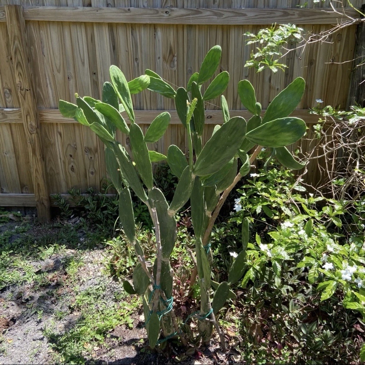 Dragon Fruit & Prickly Pear Cactus Cuttings - 2 Unrooted Green Plant Starts for Propagation