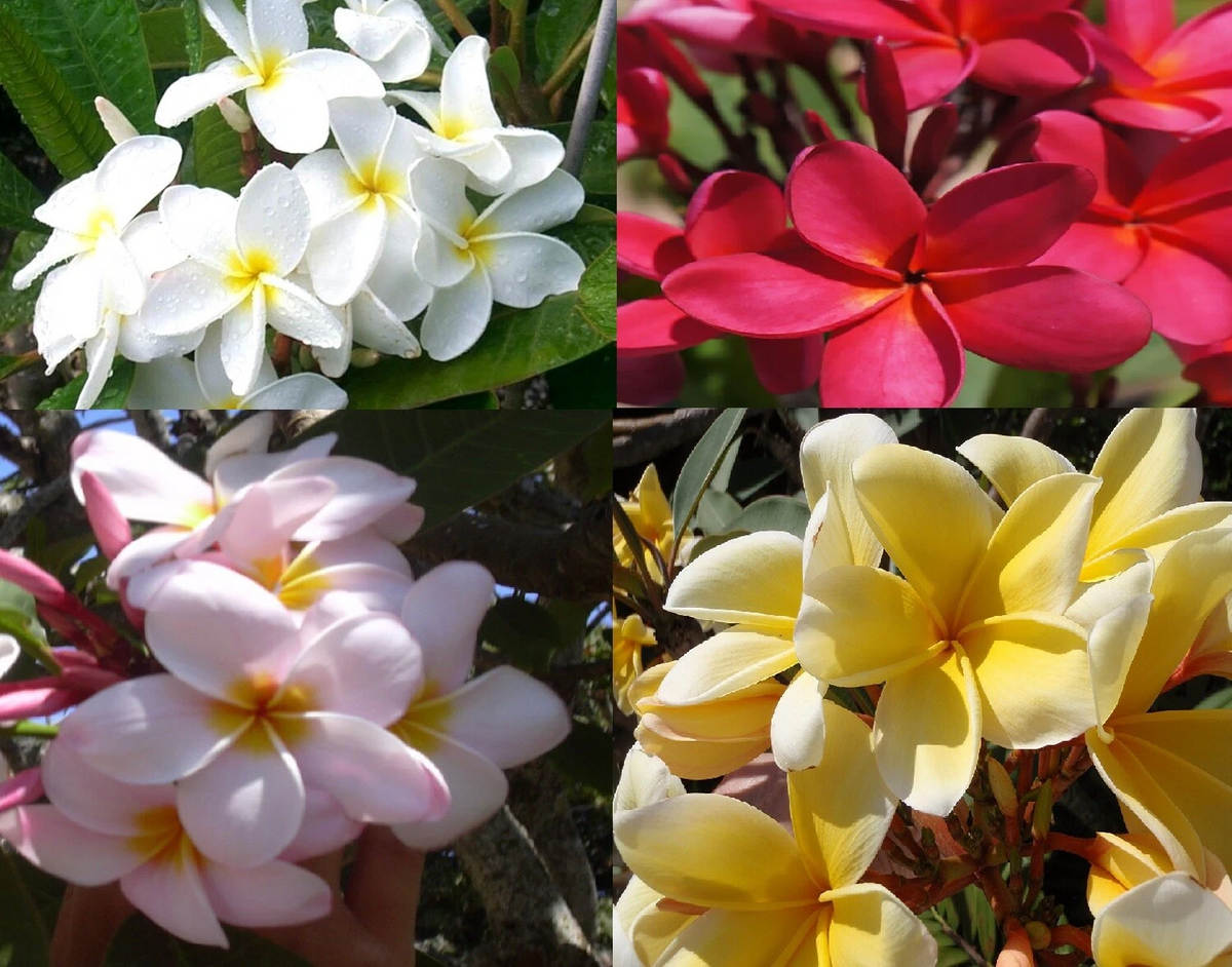 Hawaiian Plumeria Cuttings Set of 4 – Frangipani Propagation Assorted Colors (Red, White, Yellow, Pink)