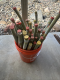 Sugarcane Stalk Cuttings – 3 Live Tropical Planting Pieces for Warm Climates