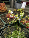 Utricularia bisquamata White Form Carnivorous Plant 1" Potted Plug for Terrariums & Mini Displays
