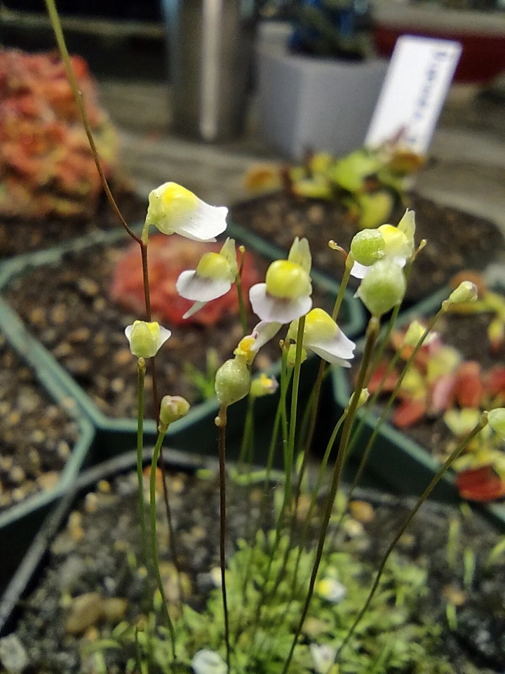 Utricularia bisquamata White Form Carnivorous Plant 1" Potted Plug for Terrariums & Mini Displays