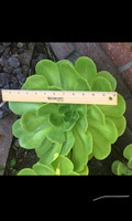 Large Aeonium arboreum Rosette Cutting – 6–12" Succulent Stem for Rooting, Exotic Cactus-Like Rose Plant for Indoor or Outdoor Display