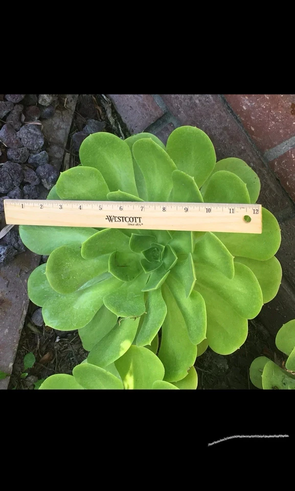 Large Aeonium arboreum Rosette Cutting – 6–12" Succulent Stem for Rooting, Exotic Cactus-Like Rose Plant for Indoor or Outdoor Display