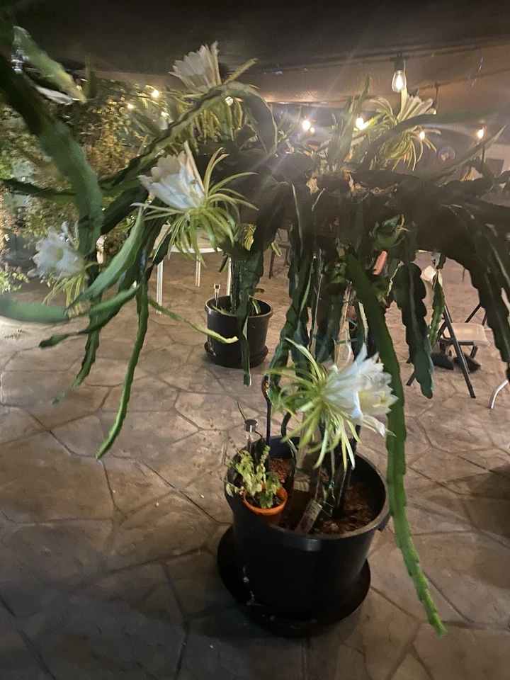 Red Dragon Fruit Cuttings – 3 Live Unrooted Pitaya Climbing Cactus, Self-Pollinating, 8-12 Inches