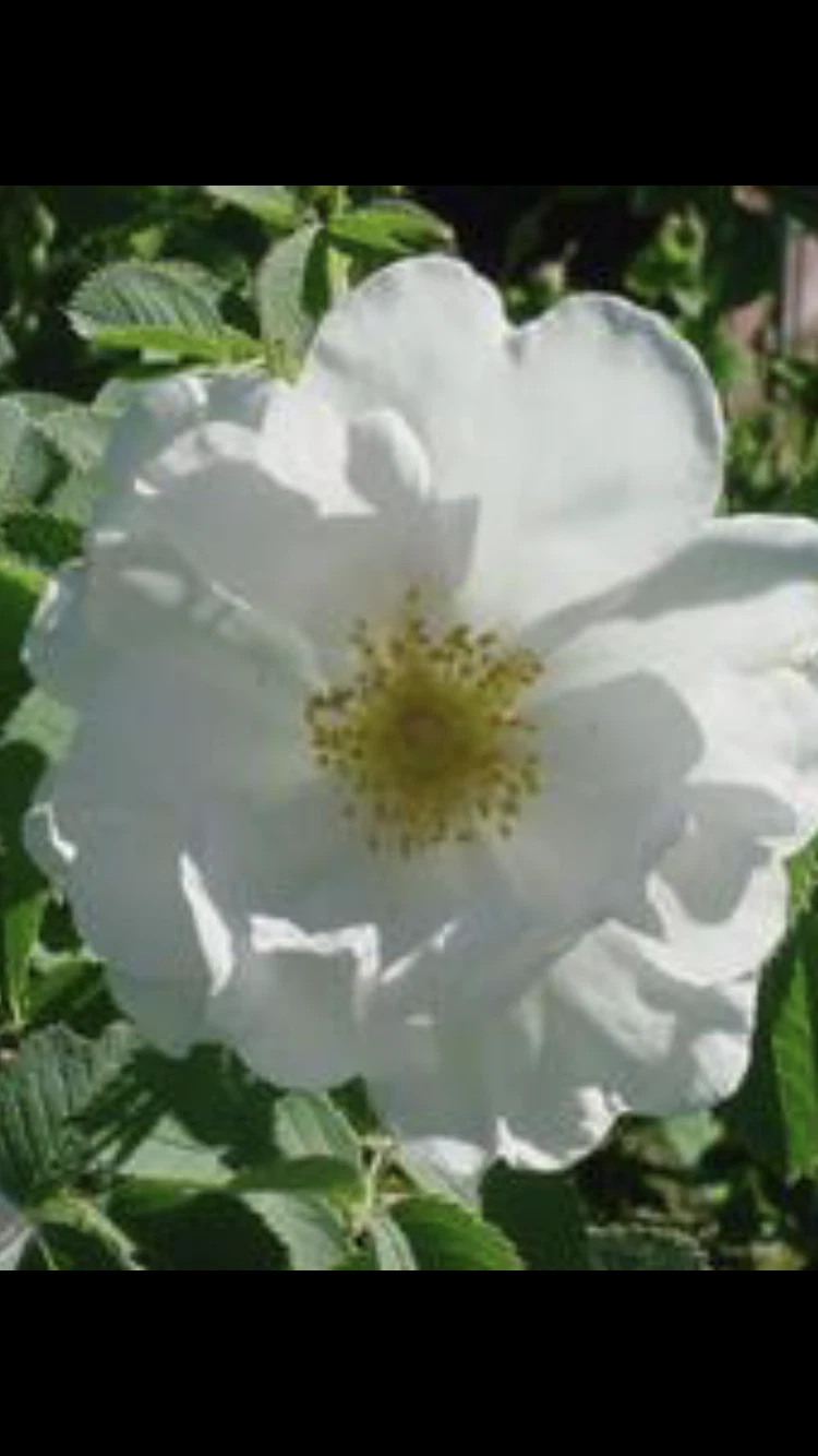 Unrooted Rose Alba ‘White Rose of York’ Cuttings – 6-8 Inch Shrub Rose Propagation Material