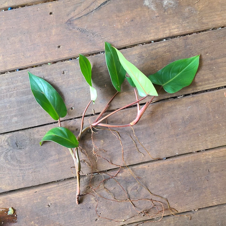 Philodendron Red Emerald Cutting – Fresh 7–10 Inch Philodendron erubescens Stem for Rooting