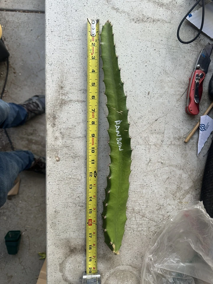 Rainbow Dragon Fruit Cutting – 10–15 Inch Unrooted Climbing Cactus for Propagation, Pitaya, Hylocereus spp.