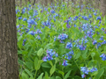 Virginia Bluebells Perennial Plants – 3 Mertensia Virginica Shade-Loving Woodland Flowers
