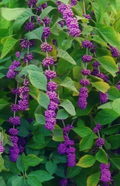 American Beautyberry Bush Cuttings – 8+ Live Unrooted Stem Propagation Callicarpa americana
