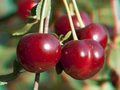 Sour Cherry Cuttings Set – Wanda & Star of Vytenai, Prunus cerasus Grafting Propagation Live Scions