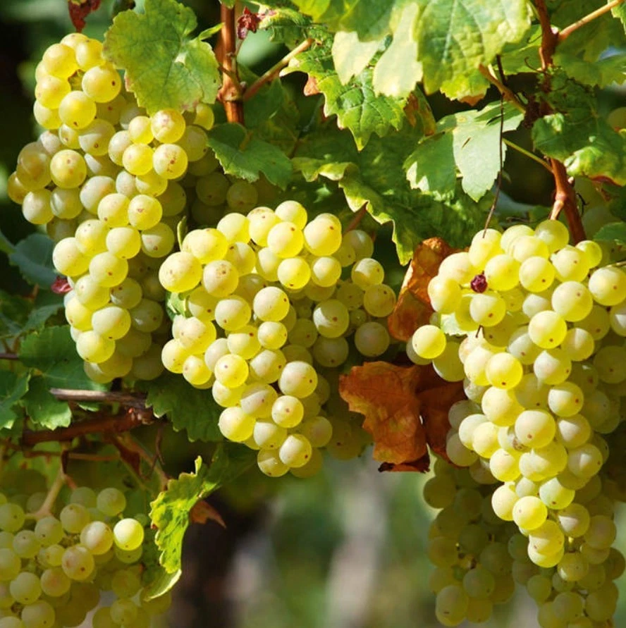Elvira Grape Plant – Rooted Cutting 6–10 Inches Tall Vitis labrusca for Trellises & Garden