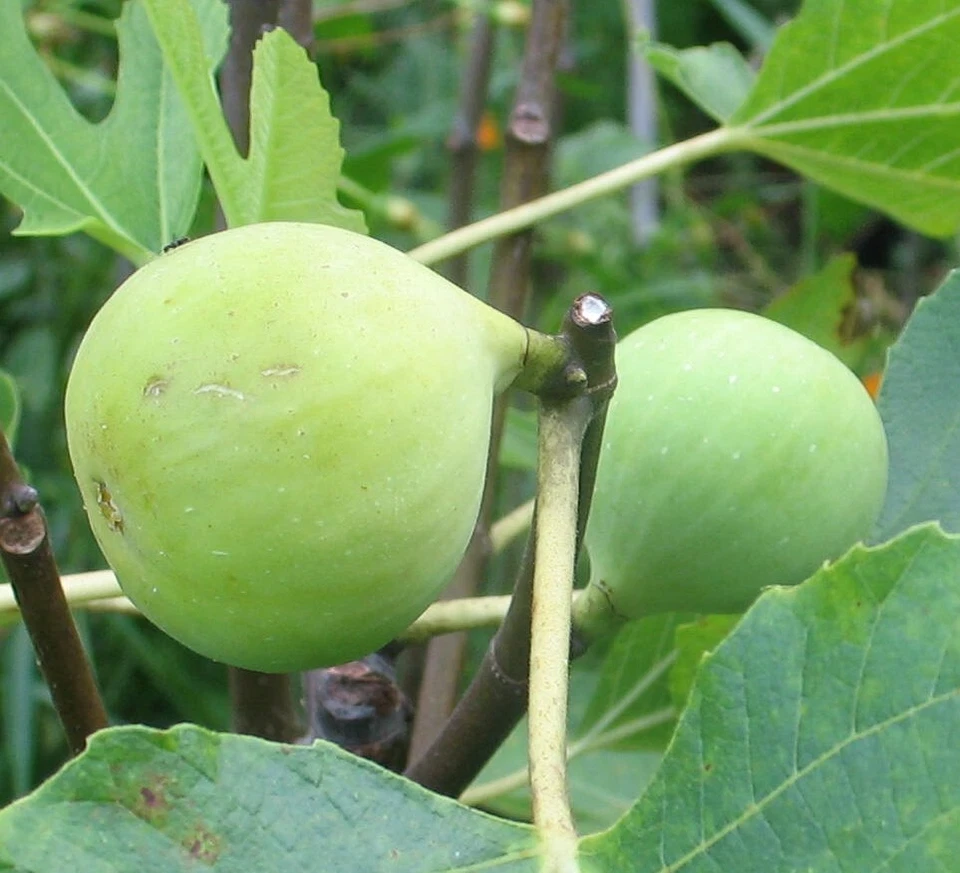 Conadria Fig Tree Cuttings – 2 Unrooted Ficus carica ‘Conadria’ Scions with Willow Water Rooting Soak