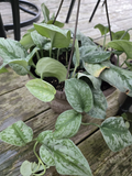 Pothos Silver Lady Cutting – Variegated Epipremnum aureum Vine Starter for Propagation & Indoor Decor
