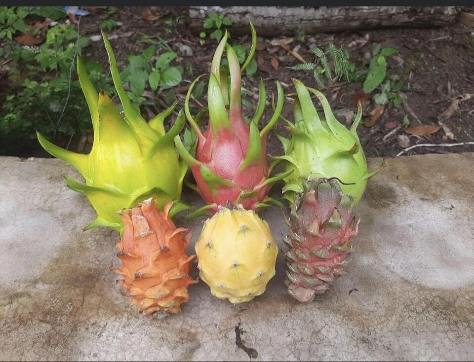 Dragon Fruit Cuttings – 10 Unrooted Hylocereus Stem Clippings for Planting, 10–14 Inches, Climbing Cactus, Pitaya, Live Plant Propagation