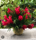 Hawaiian Red Ginger Rooted Starter Plant – Alpinia purpurata Tropical Ornamental with Glossy Foliage