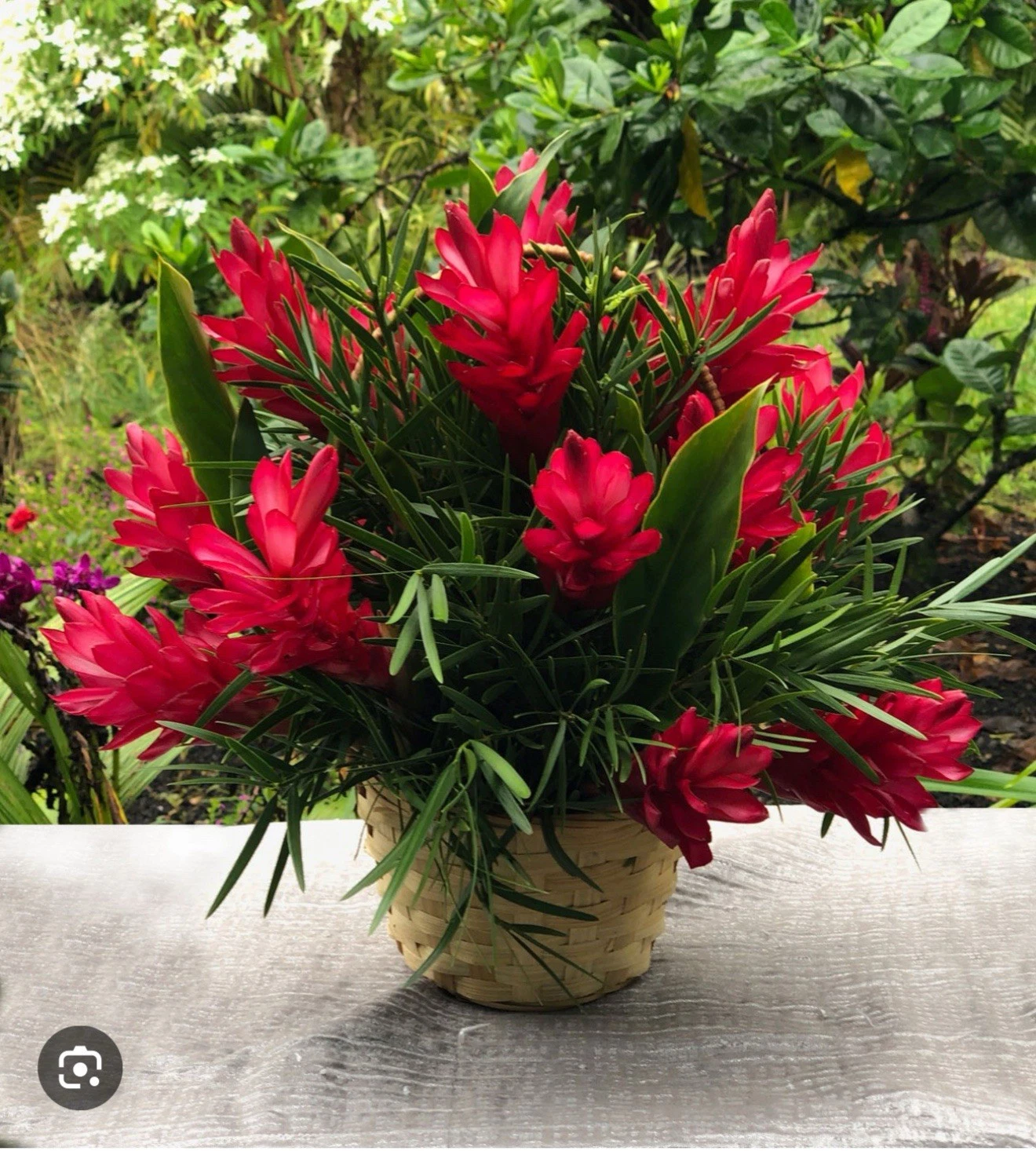Hawaiian Red Ginger Rooted Starter Plant – Alpinia purpurata Tropical Ornamental with Glossy Foliage