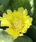 Opuntia Gomei Cactus Pads – 6–10 Inch Old Mexico Pear Cactus Cuttings for Planting, Drought-Tolerant Succulent, Full Sun, Well-Draining Soil