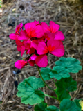 Hot Pink Orange Center Zonal Geranium Cutting – 6 Inch Pelargonium Live Plant Starter