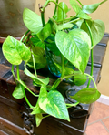 Quince Tree Cutting 6-8 Inches Live Cydonia Oblonga for Rooting or Grafting Unrooted Scion