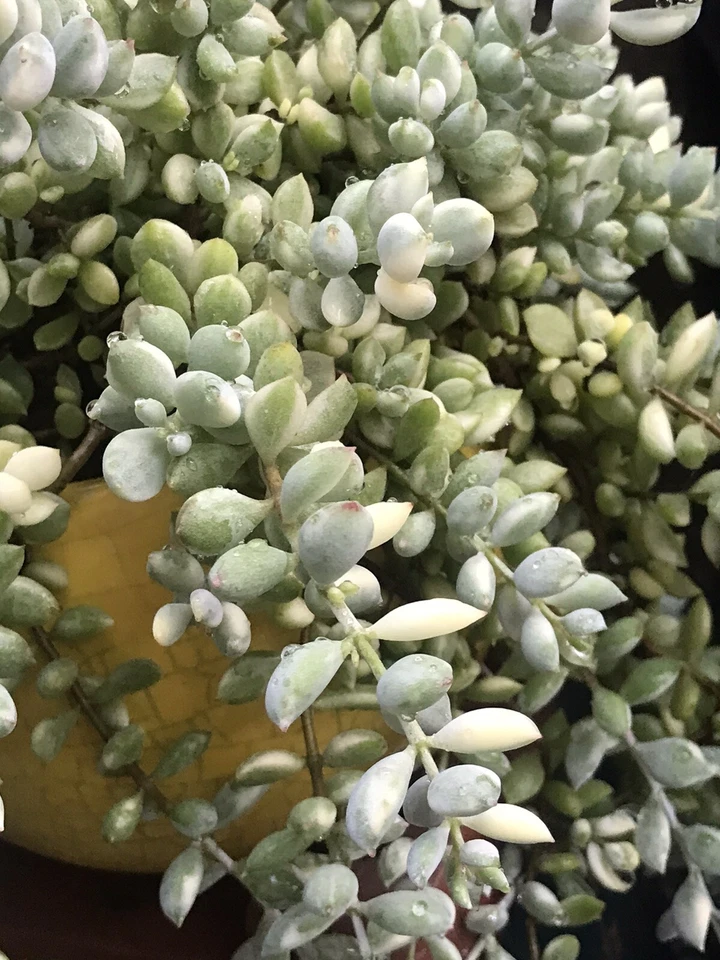Variegated Cotyledon Pendens Cuttings – 3 Fresh 4" Trailing Succulent Stems for Hanging Pots