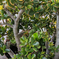 Crassula Ovata Sunset Jade Plant Unrooted Cutting – Variegated Succulent, 3–6 Inches, Green with Red & Yellow Edges, Indoor/Outdoor