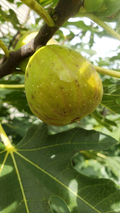 Fig Tree Cuttings – 5 Unrooted Ficus Carica Live Starter Wood for Rooting, Multiple Varieties, Easy Propagation