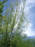 Willow Tree Live Cuttings – 18 Fresh Salix Stems for Outdoor Planting, 5-8 Inch Length, Deciduous Shrubs & Trees